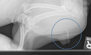Radiography showing the penile bone in the the clitoris of a French Bulldog.