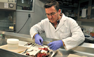 Le pathologiste clinicien André Dallaire a donné un atelier visant à sensibiliser les chasseurs et les trappeurs aux anomalies, lésions ou parasites chez l’animal. (Photo: Bruno Girard) Le pathologiste clinicien André Dallaire a donné un atelier visant à sensibiliser les chasseurs et les trappeurs aux anomalies, lésions ou parasites chez l’animal. (Photo: Bruno Girard)