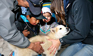 Les chiens font partie de la famille au Nunavik. (Photo: Sylvie Ricard) Les chiens font partie de la famille au Nunavik. (Photo: Sylvie Ricard)