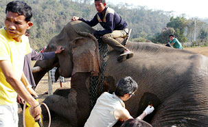 Les éléphants sont harnachés jour et nuit avec des chaines qui peuvent causer des plaies. Les éléphants sont harnachés jour et nuit avec des chaines qui peuvent causer des plaies.