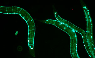Un grand nombre de gènes humains sont conservés chez le ver C. elegans.