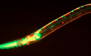 Le ver C. elegans constitue un excellent système pour conduire des analyses génétiques, puisqu’un grand nombre de gènes humains y sont conservés.