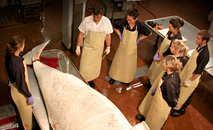 Les chercheurs de la Faculté de médecine vétérinaire qui surveillent la population des baleines blanches depuis 30 ans ont acquis une grande expertise dans l'examen des carcasses de cétacés. (Photo: Marco Langlois) Les chercheurs de la Faculté de médecine vétérinaire qui surveillent la population des baleines blanches depuis 30 ans ont acquis une grande expertise dans l'examen des carcasses de cétacés. (Photo: Marco Langlois)