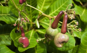 iStockphoto