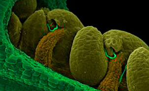 Inside of the pistil of an Arabidopsis flower revealing the ovules being fertilized by pollen tubes (thin green lines). Credit: University of Montreal.
