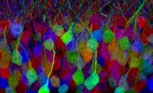 Les neurones du cerveau illustrés dans un « brainbow ». Les atrocytes ne sont pas démontrés. Courteoisie Jeff Lichtman/Harvard University. Licence : CC BY NC ND 2.0. 