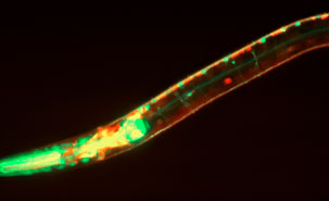Le ver C. elegans constitue un excellent système pour conduire des analyses génétiques, puisqu’un grand nombre de gènes humains y sont conservés. Le ver C. elegans constitue un excellent système pour conduire des analyses génétiques, puisqu’un grand nombre de gènes humains y sont conservés.