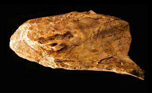 The bone tool discovered by University of Montrreal researchers.